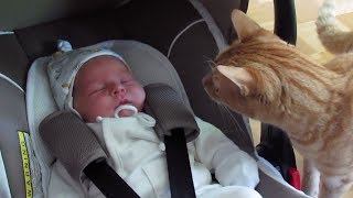 Cats Meeting Babies for the FIRST Time NEW Compilation [upl. by Ylrbmik]