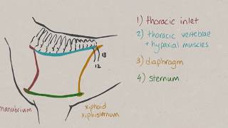 VNatomy  Thoracic cavity [upl. by Dahle522]