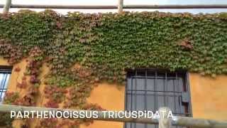 Parthenocissus tricuspidata veitchii Garden Center online Costa Brava  Girona [upl. by Atiekan]