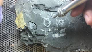 Fossil Preparation of Trilobites [upl. by Tound]