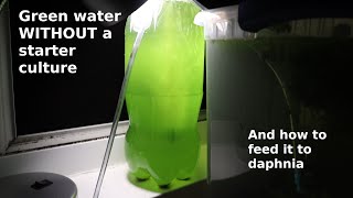 Green Water WITHOUT a Starter Culture  From Scratch  How To [upl. by Gildus]