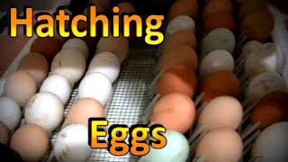 How to Hatch Chicken Eggs Part 1 Using the Little Giant Incubator [upl. by Haerb532]