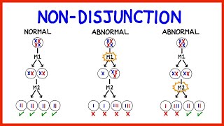 Chromosomal Abnormalities Aneuploidy and NonDisjunction [upl. by Fortin]