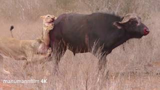 Ein Löwenrudel bei der Jagd  A pack of Lions on the hunt [upl. by Jarib]