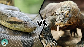 ANACONDA VS KOMODO DRAGON  Who Would Win [upl. by Gamin65]