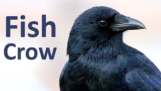 Some fun facts about Fish Crows calling foraging feeding and preening [upl. by Aniroc]