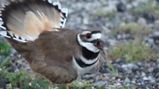 Killdeer Distress CallsDisplay [upl. by Marketa]