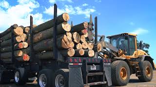 The US Sawmill How Hardwood Lumber is Made [upl. by Nivert]