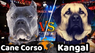 Cane Corso VS Kangal  Kangal VS Cane Corso  Billa Boyka [upl. by Nico753]