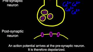 65 Transmission across a synapse [upl. by Remsen]