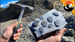 Digging Up 500 Million Year Old Trilobites withme [upl. by Jobe]