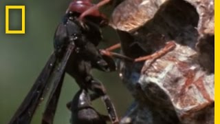 Paper Wasp vs Army Ant Horde  National Geographic [upl. by Laiceps581]