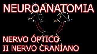 Aula Neuroanatomia  Nervo Óptico II Nervo Craniano e o Sistema Visual  Neuroanatomia 62 [upl. by Yrellav999]