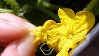 How to Hand Pollinate Cucumbers for Higher Yields [upl. by Hestia]