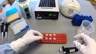 DNA Extraction Protocol  Part 1 [upl. by Cherin639]