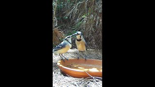 Blue Jay Courtship [upl. by Nevek476]