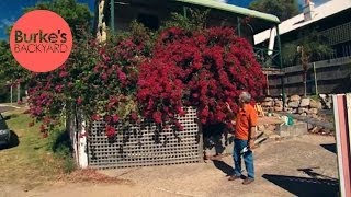 Burkes Backyard How to Keep A Bougainvillea Flowering [upl. by Lupiv]