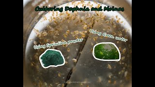 How To Culture Daphnia and Moinas using Green Water Spirulina powder [upl. by Engdahl78]