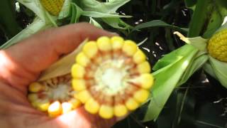 Calculating Corn Bushels per Acre [upl. by Aikan]