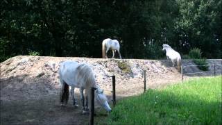 On The Right Track  Horses living in paddock paradise [upl. by Dranoc]