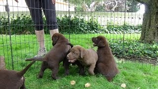 Chocolate Labrador Puppies 7 weeks [upl. by Amsirac]