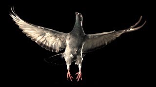 Slow Motion Pigeon Flight  BBC Earth [upl. by Autumn]