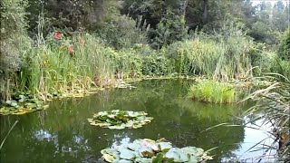 Barley Straw in Pond Experiment [upl. by Nosyd279]