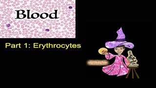 Blood Erythrocytes CC [upl. by Shoshanna]