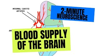 2Minute Neuroscience Blood Supply of the Brain [upl. by Neelram976]