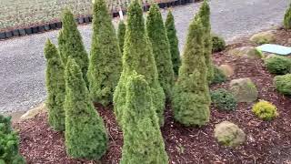 Picea glauca Jeans Dilly Dwarf Alberta Spruce January 31 2020 [upl. by Namzed613]