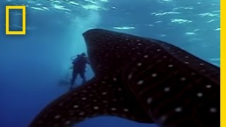 Whale Shark  National Geographic [upl. by Bloomer]