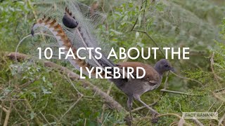 Ten Facts About The Lyrebird [upl. by Darsey749]