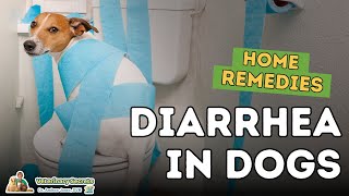 Diarrhea in Dogs How To Quickly Treat At Home [upl. by Crain27]