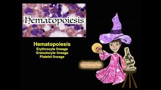 Hematopoiesis Erythrocyte Granulocyte and Platelet Lineages CC [upl. by Moth]