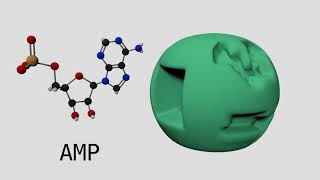 Allosteric Regulation of Phosphofructokinase I [upl. by Celia]