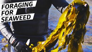 How Chef Jacob Harth Harvests and Cooks Wild Seaweed — Deep Dive [upl. by Lyndel]