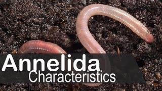 Phylum annelida general characters and classification  UPSC zoology optional [upl. by Oinafipe]