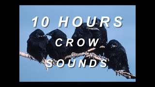 Crows  Relaxing Nature Sounds 10 Hours [upl. by Nipha]