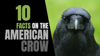 10 Fun Facts About the American Crow [upl. by Adnopoz]