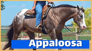 About The Appaloosa Horse  DiscoverTheHorse [upl. by Ettenajna]