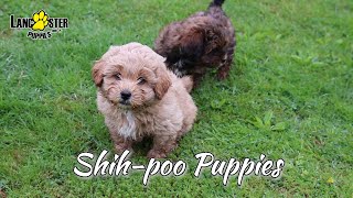 Shihpoo Puppies [upl. by Anek763]