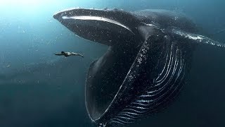 10 BIGGEST Ocean Creatures In The World [upl. by Farleigh]