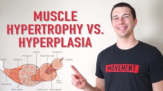 Muscle Hypertrophy vs Hyperplasia  How Muscle Grows [upl. by Euf56]