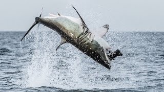 Flying Shark Great White Breaches Off South Africas Coast [upl. by Leiahtan]