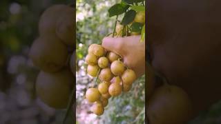 Wampee fruit harvesting fruitfarming fruiting fruitharvesting farming fruitpicking shortvideo [upl. by Steven442]