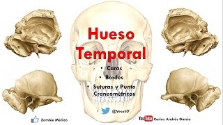 Anatomía  Hueso Temporal Escama Peñasco Procesos Mastoideos [upl. by Einahpehs]