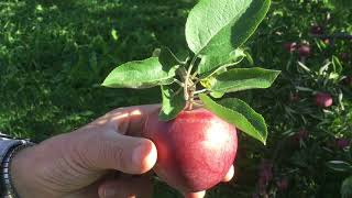 Apple Orchard Field Trip [upl. by Eelrahc402]