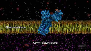 ATP in Use  HHMI BioInteractive Video [upl. by Imehon542]