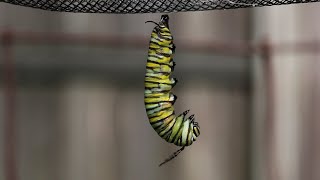 Monarch Caterpillar Changes to a Chrysalis [upl. by Arlinda808]