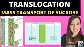 Alevel Biology TRANSLOCATION OF SUCROSE mass flow hypothesis in plants and structure of the phloem [upl. by Nalat]